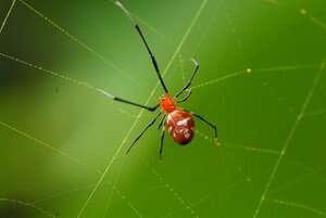 Image of Argyrodes flavescens O. Pickard-Cambridge 1880