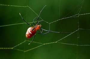 Image of Argyrodes flavescens O. Pickard-Cambridge 1880