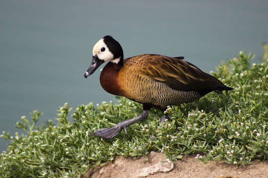 Image of White-faced Whistling Duck