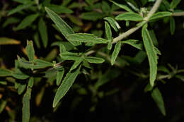 Image of Austroeupatorium laetevirens (Hook. & Arn.) R. King & H. Rob.