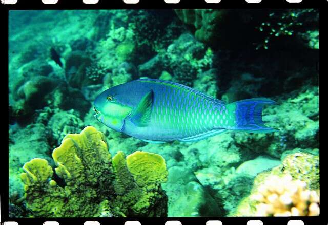 Image of Heavybeak Parrotfish