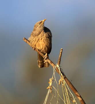 Image of Jungle Babbler