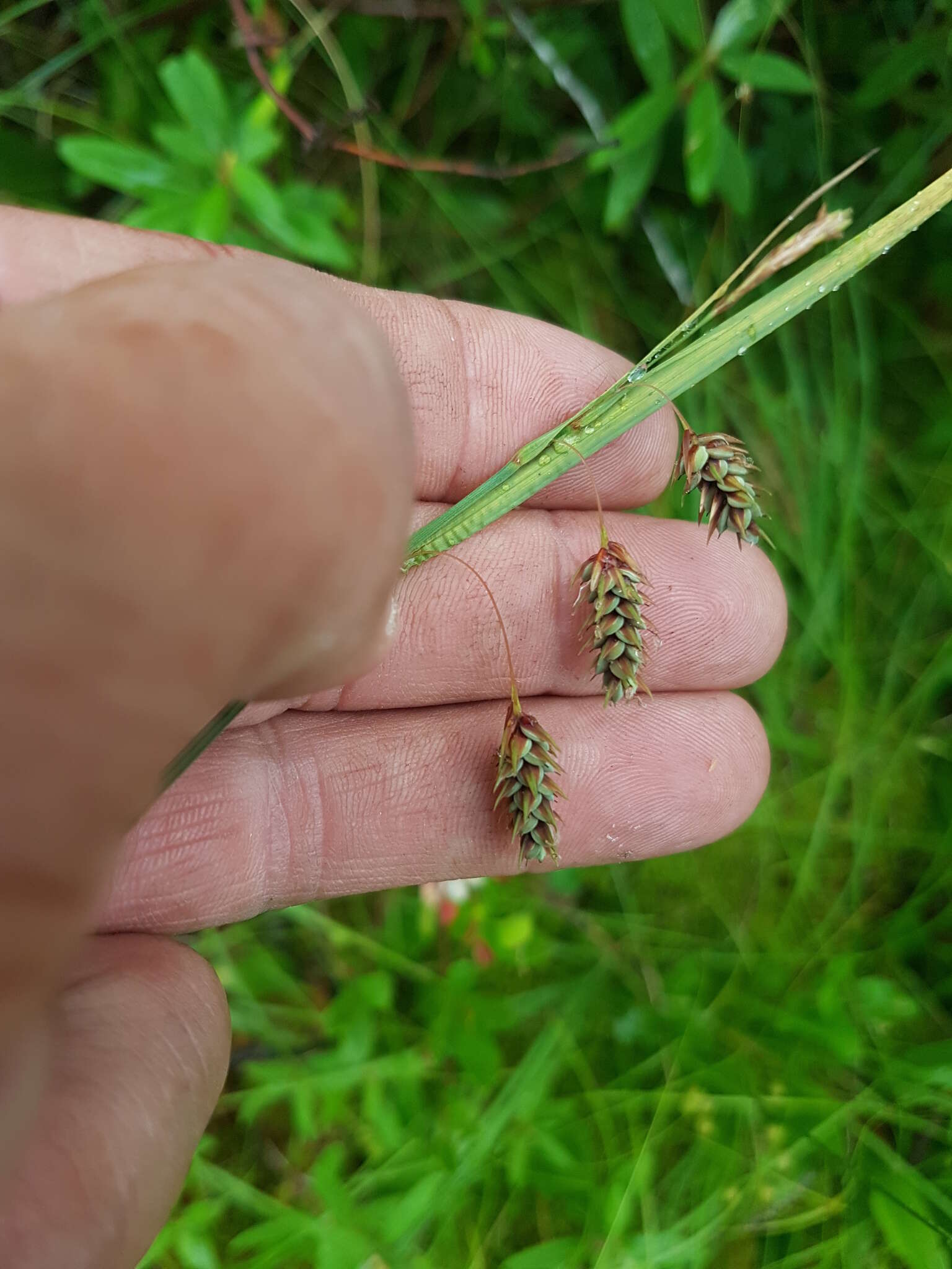 Image of boreal bog sedge