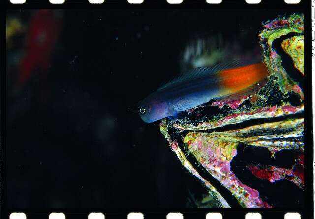 Image of Bicolor Blenny