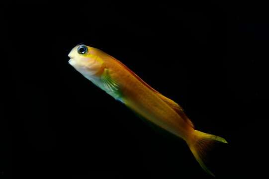 Image of Midas coralblenny