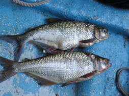 Image of Macabi tetra