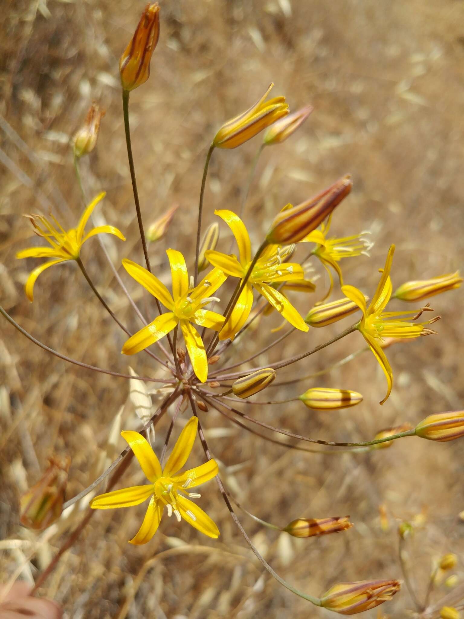 Image of common goldenstar