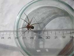 Image of Chilean recluse