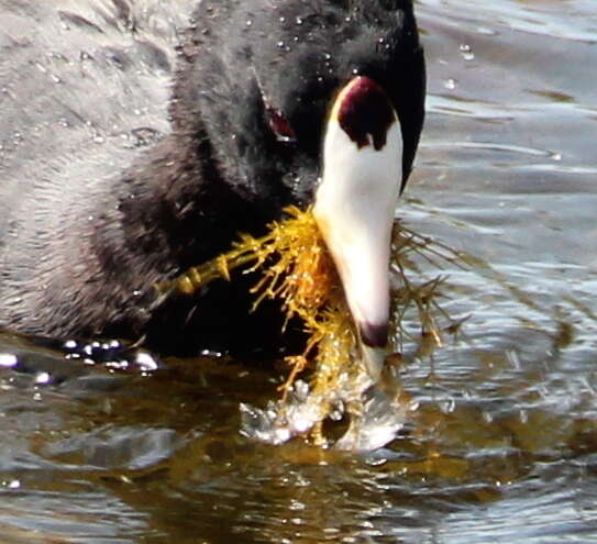 Image of Chara hornemannii