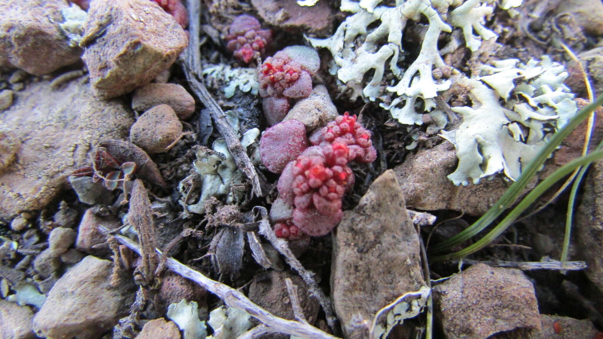 Crassula umbellata Thunb. resmi