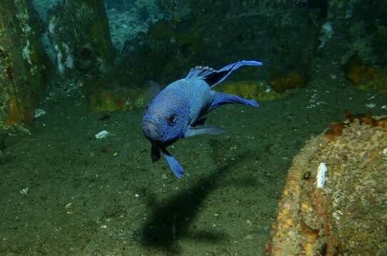 Paraplesiops meleagris (Peters 1869) resmi