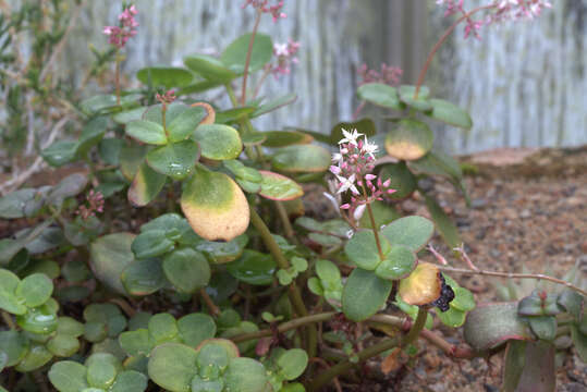 Image of Cape Province pygmyweed