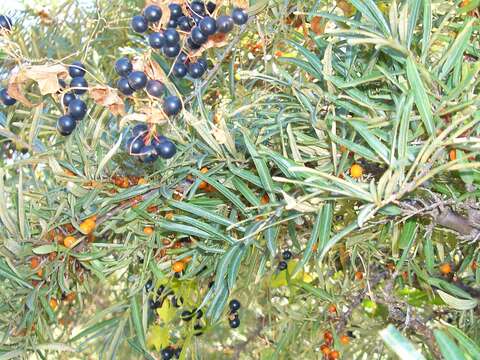 Imagem de Hippophae rhamnoides L.