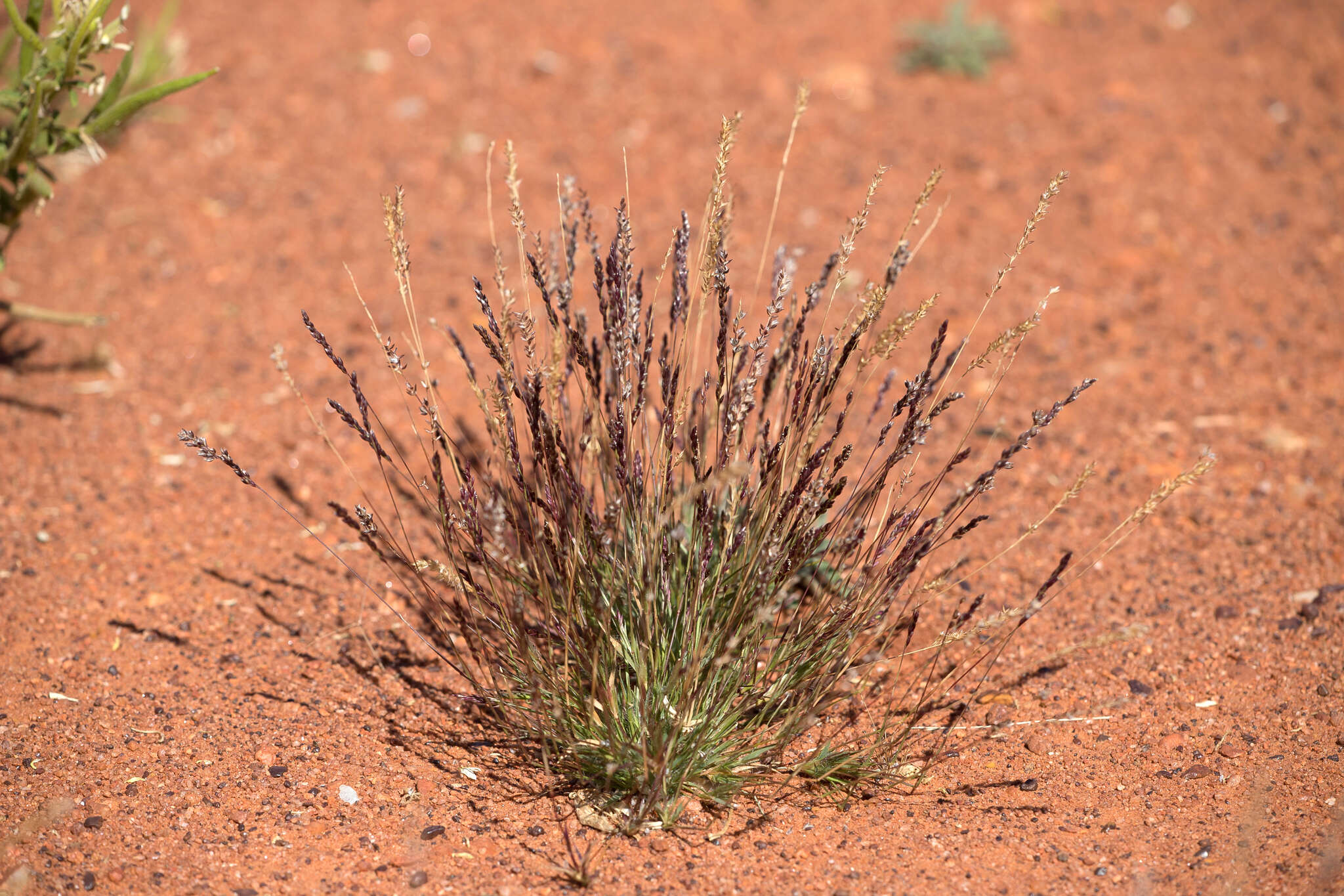 Image de Eriachne pulchella Domin