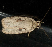 Image of Agonopterix ocellana Fabricius 1775