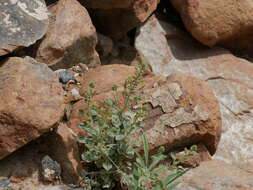 Image of Cleome dolichostyla Jafri