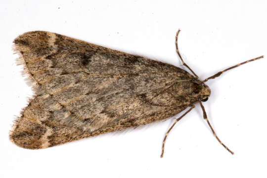 Image of march moth