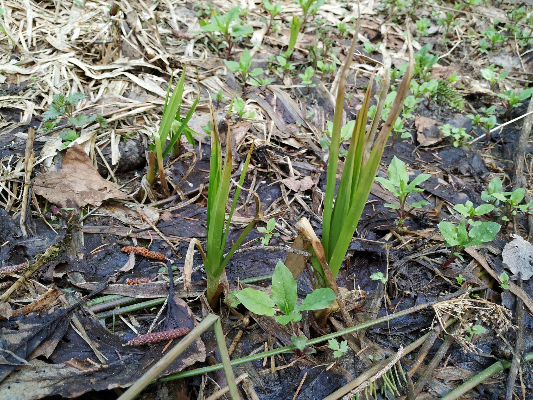 Слика од Scirpus sylvaticus L.