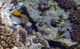 Image of Cross-stripe Butterfly