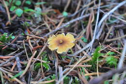 Xeromphalina cornui (Quél.) J. Favre 1936 resmi