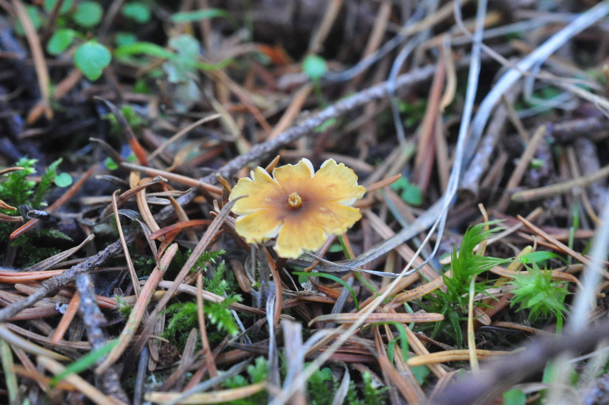 Xeromphalina cornui (Quél.) J. Favre 1936 resmi