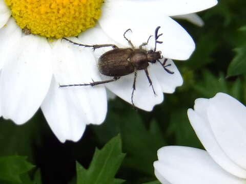 صورة Amphicoma pectinata (Lewis 1895)