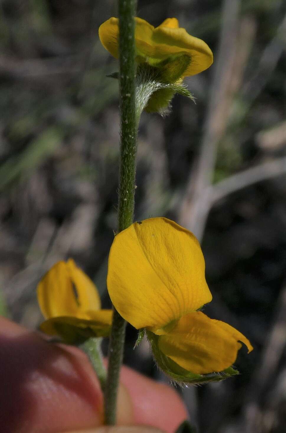 Слика од Crotalaria brevis Domin