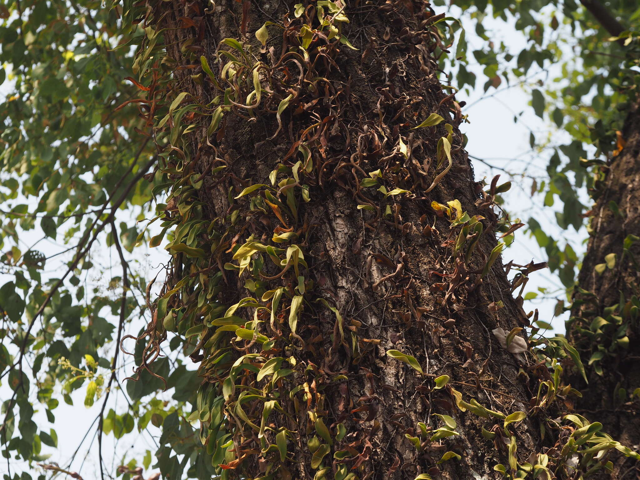 Image of lanceleaf tongue fern