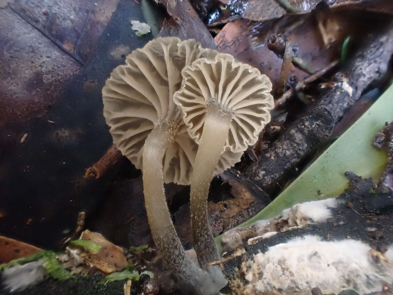 Image of Entoloma austrorhodocalyx G. M. Gates & Noordel. 2007