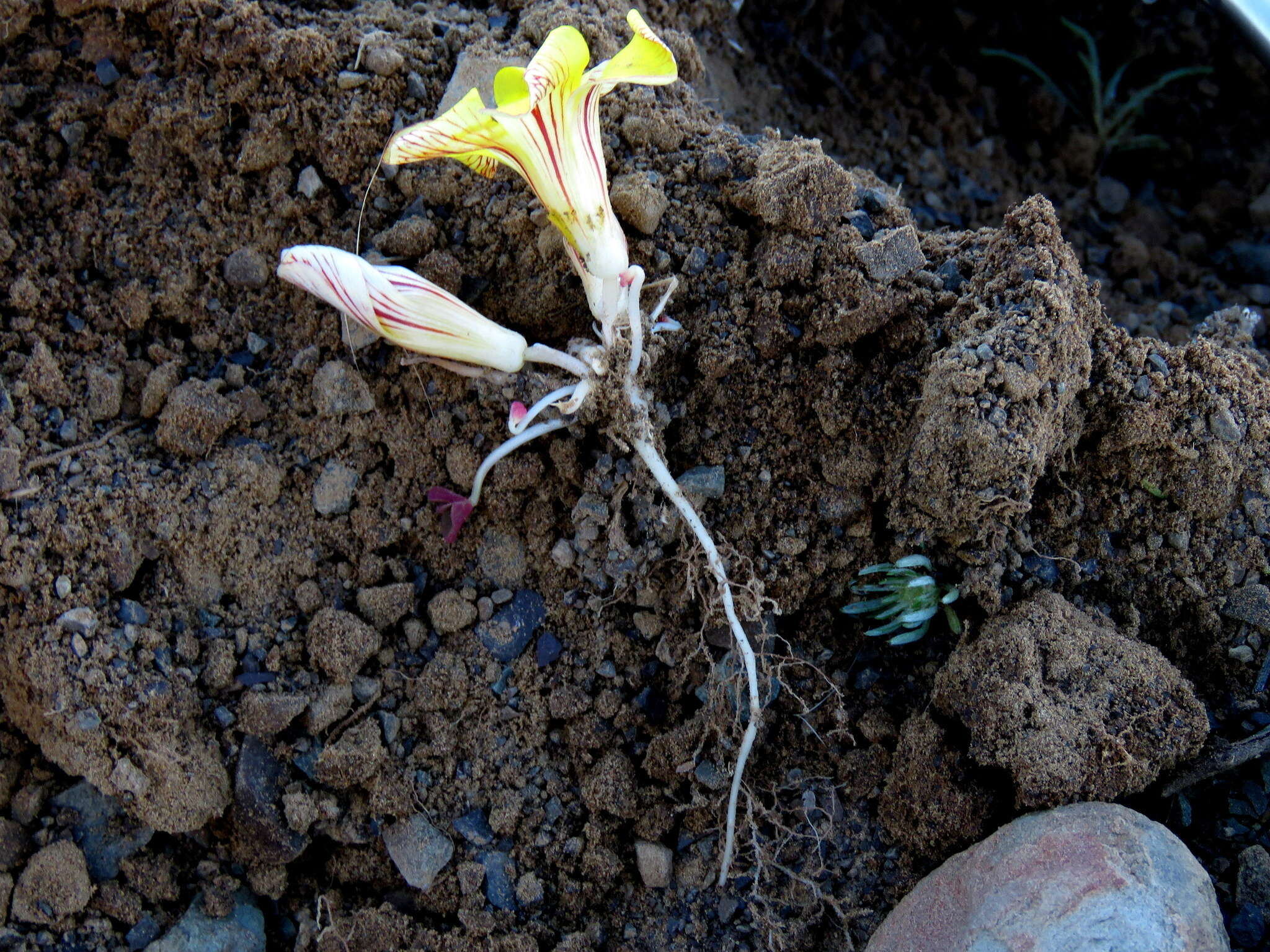 Sivun Oxalis grammopetala Sond. kuva