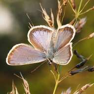 Plancia ëd Plebejus argus (Linnaeus 1758)