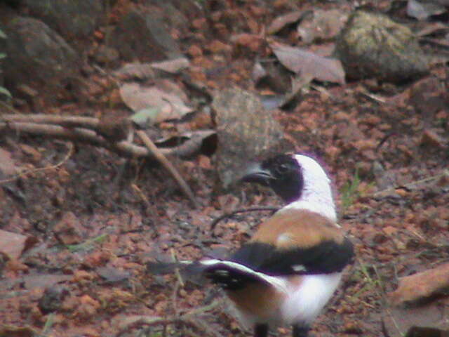 Image of White-bellied Treepie