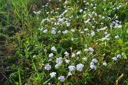 صورة Dianthus longicalyx Miq.