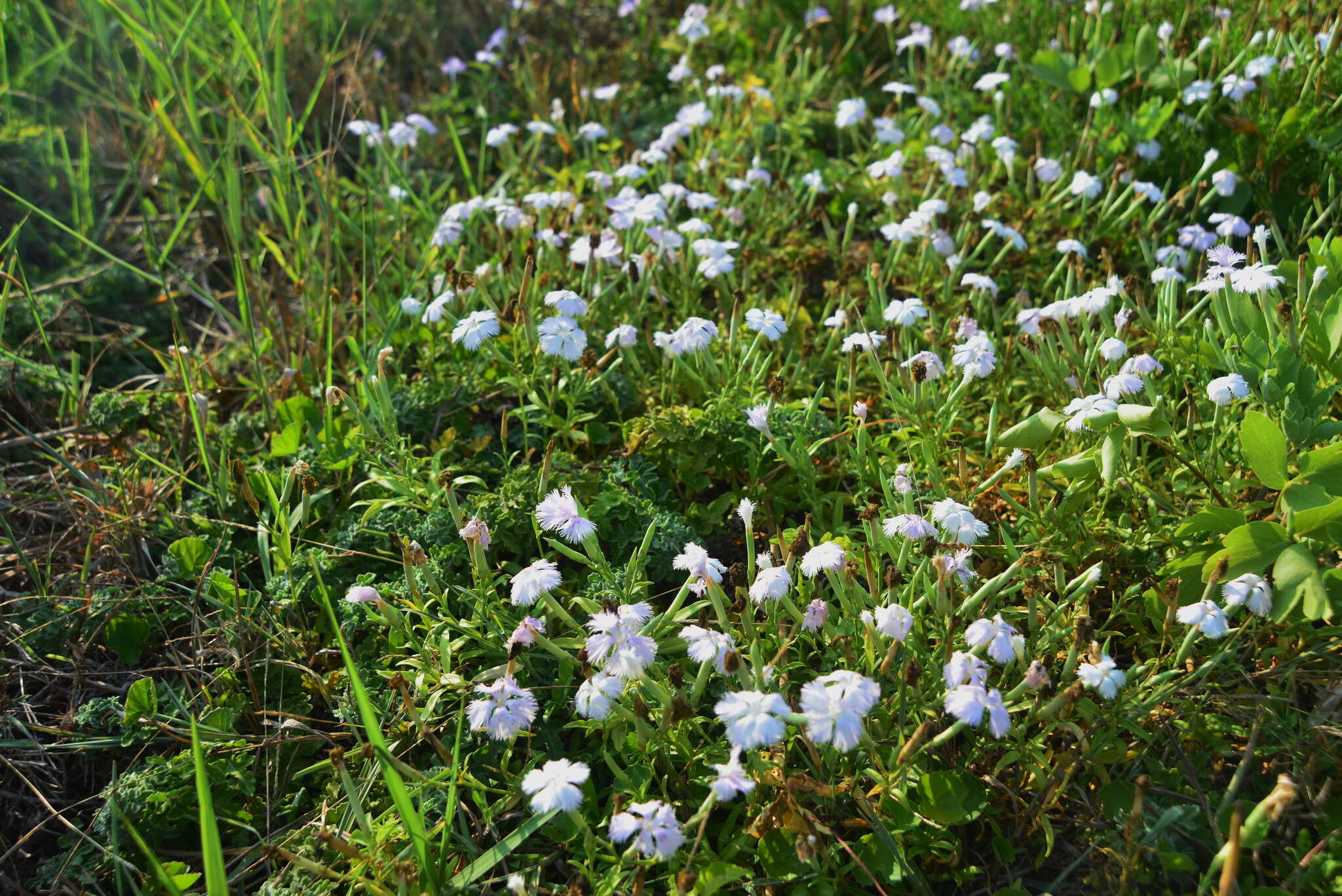 Image of Dianthus longicalyx Miq.