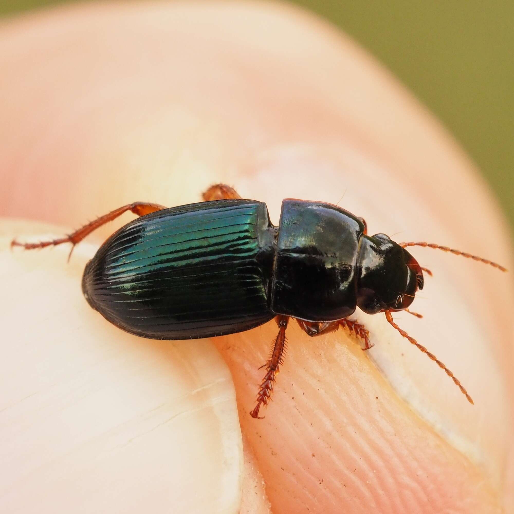 Image of Carabidae