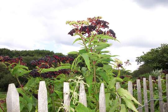 Imagem de Sambucus ebulus L.