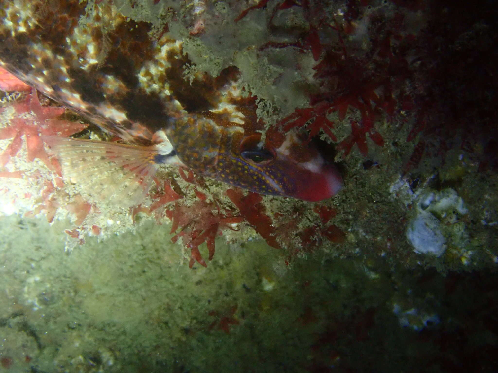 Image of Ballan Wrasse