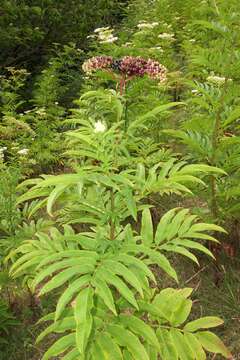 Imagem de Sambucus ebulus L.