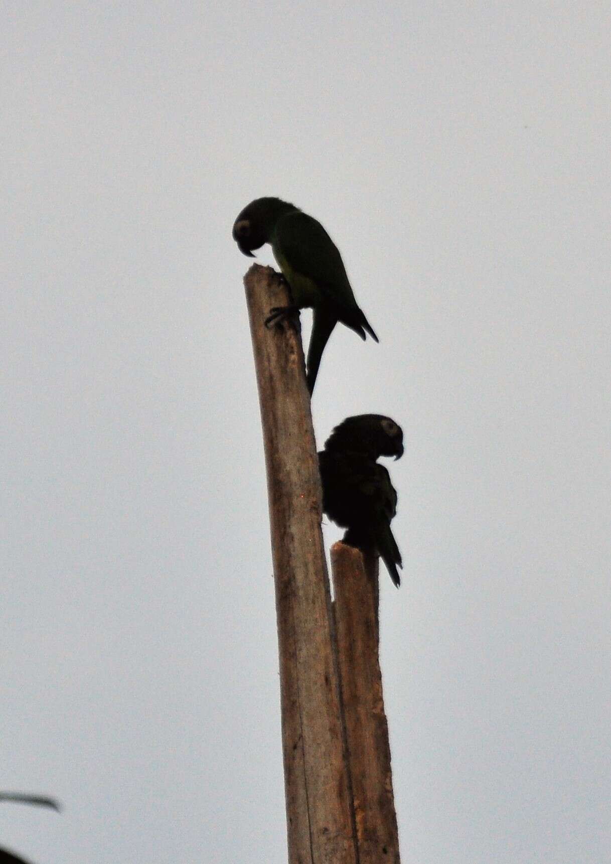 Image of Dusky-headed Parakeet