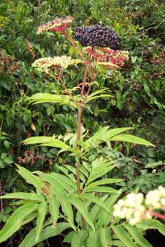 Image of danewort, dwarf elder