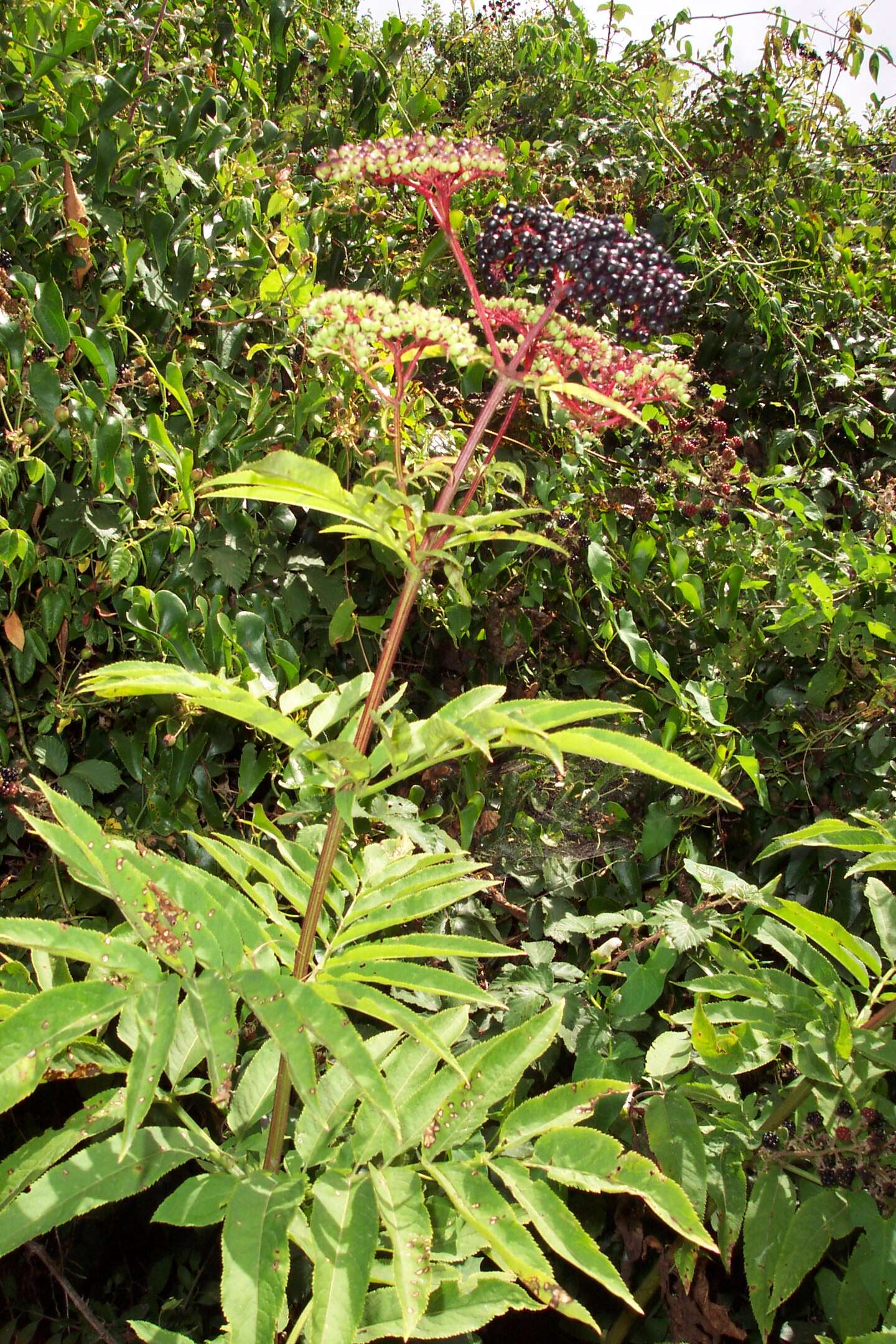 Imagem de Sambucus ebulus L.