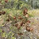 Image de Dodonaea physocarpa F. Müll.