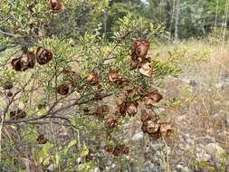 Image de Dodonaea physocarpa F. Müll.