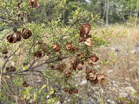 Image de Dodonaea physocarpa F. Müll.