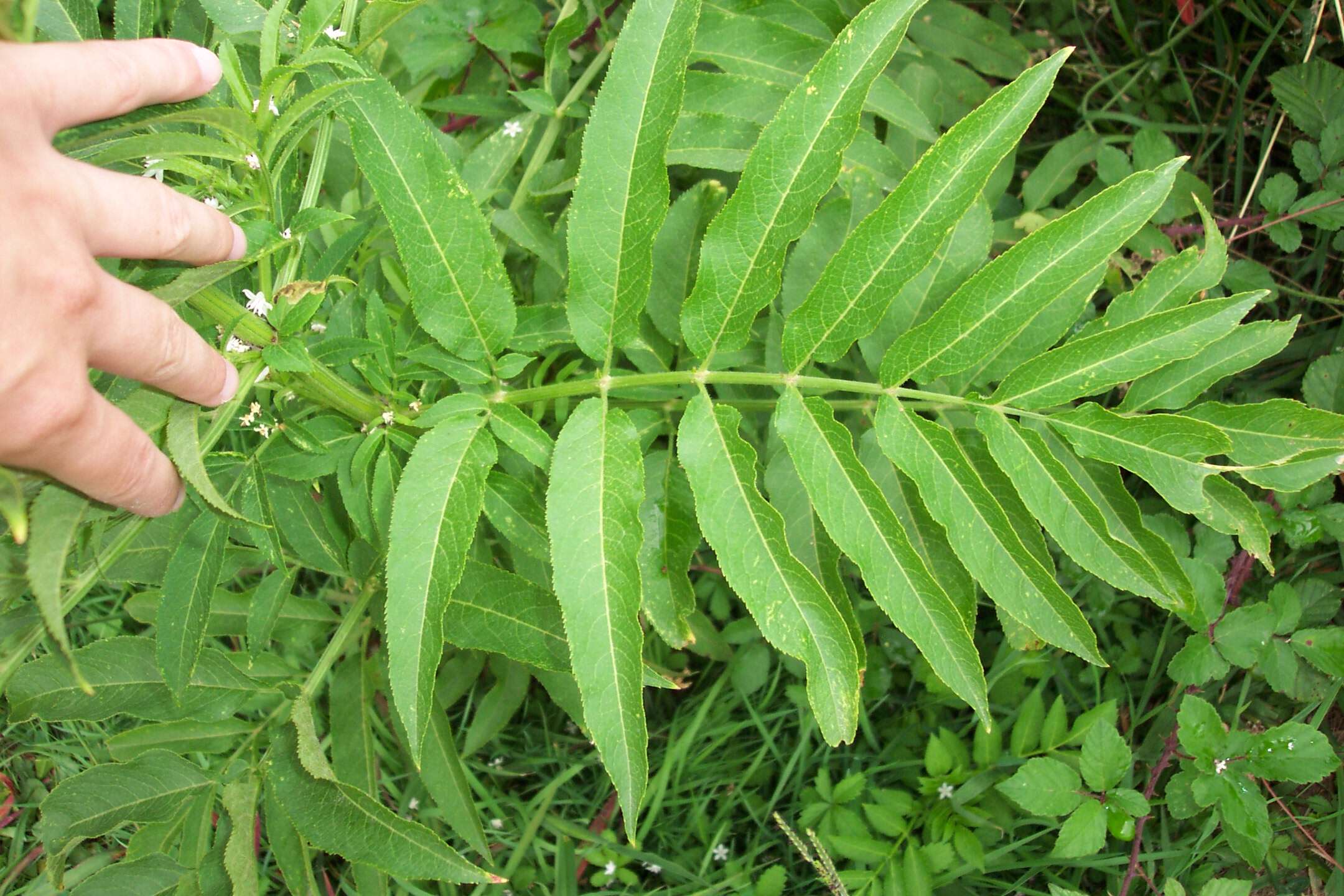 Imagem de Sambucus ebulus L.