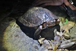 Image of Striped Leaf Turtle