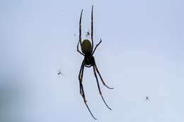 Imagem de Nephila tetragnathoides (Walckenaer 1841)