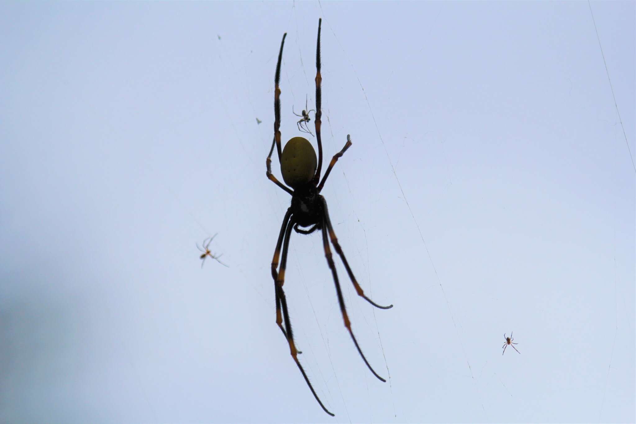 Imagem de Nephila tetragnathoides (Walckenaer 1841)