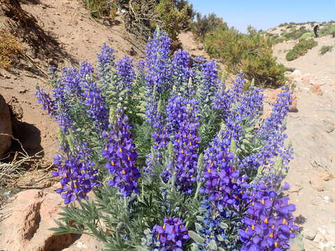 Image of Lupinus oreophilus Phil.