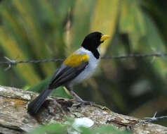 Image of Golden-winged Sparrow